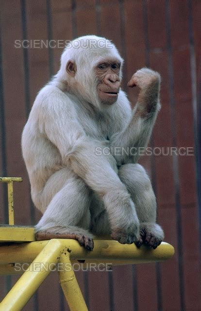 Albino Gorilla | Stock Image - Science Source Images
