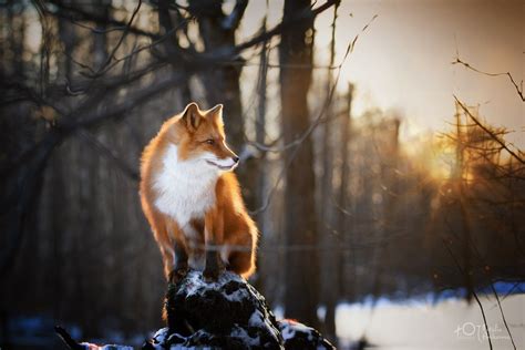 Download Depth Of Field Animal Fox HD Wallpaper by Natalia Ponikarova