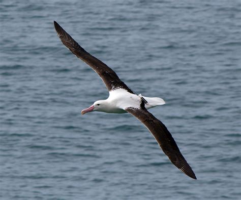 Northern royal albatross - Alchetron, the free social encyclopedia