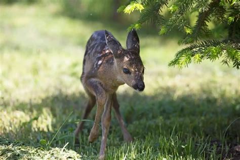 What is a Baby Deer Called? - Deer Knowledge