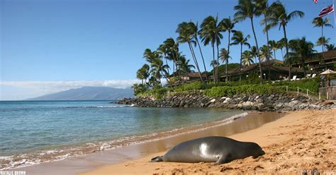 Maui Hawaii Animal of the Month: Hawaiian Monk Seal