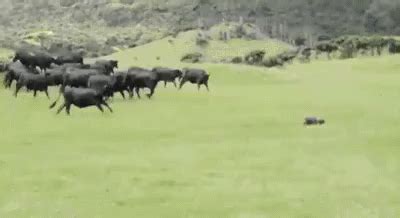 Gooooo GIF - Cow Cows Run - Discover & Share GIFs