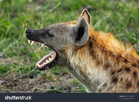 959 Hyena Teeth Images, Stock Photos & Vectors | Shutterstock