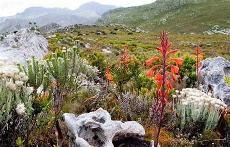 Unesco Cape Floral Kingdom, Western Cape | World heritage sites, South africa holidays, Landscape