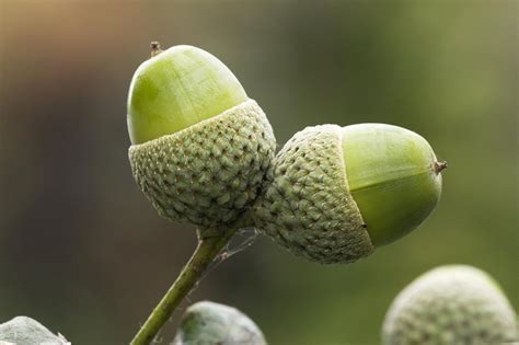 English Oak Acorns (quercus Robur) Photograph by Bob Gibbons - Fine Art America