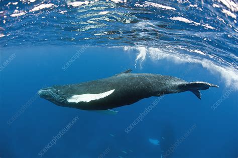 Humpback whale calf - Stock Image - C017/2914 - Science Photo Library