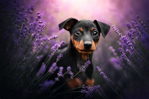 German Pinscher - Desktop Wallpapers, Phone Wallpaper, PFP, Gifs, and More!