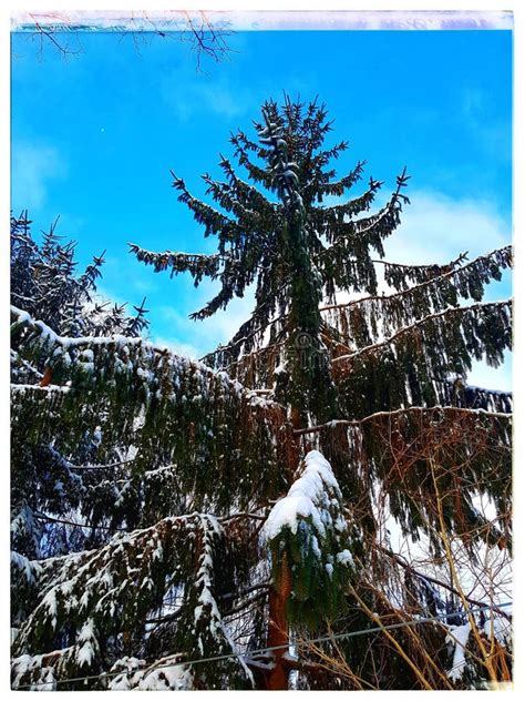 Snow covered evergreen stock photo. Image of tree, evergreen - 141725370