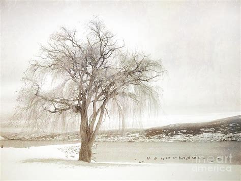 Willow Tree In Winter Photograph by Tara Turner