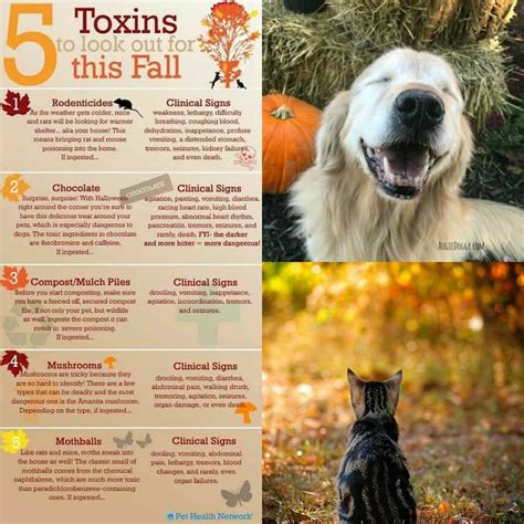 Happy Fall - Pet Safety Reminders | Lewis Clark Animal Shelter