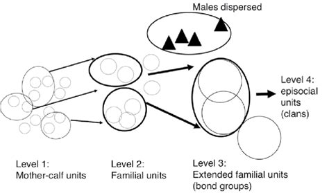 2; The hierarchical social structure of savannah elephants (redrawn... | Download Scientific Diagram