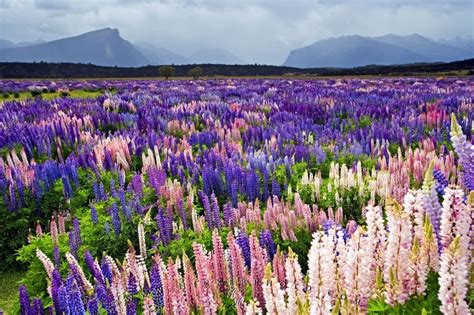 Flower Field Russell Lupins Fiordland National Park New Zealand | National parks, Flower field ...