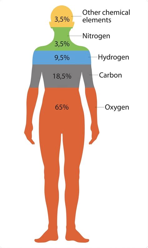 What Chemical Elements are Found in the Human Body? - Porncyberclub