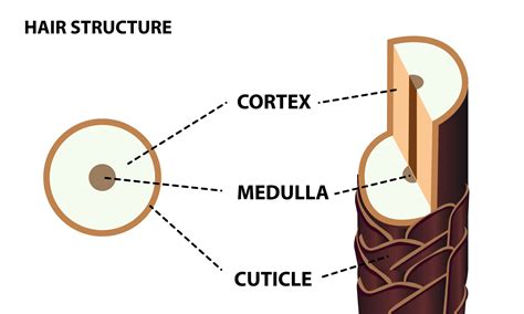 Hair Shaft Structure Diagram