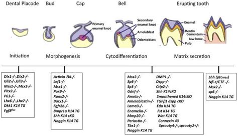 Now what? | Molecular genetics, Jaw bone, Molecular