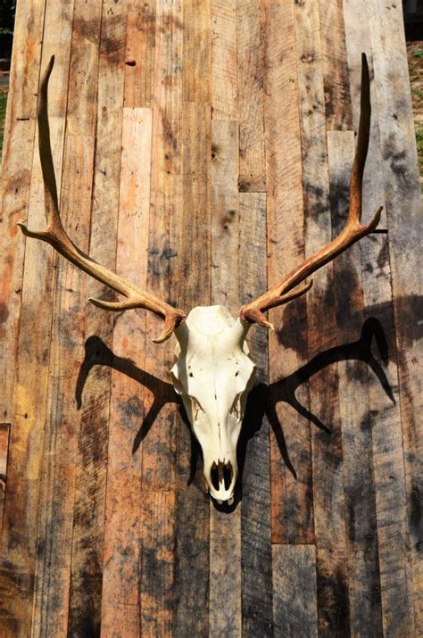 Elk skull Vintage European mount Elk bull skull with antlers | Etsy | Elk skull, Bull skulls ...