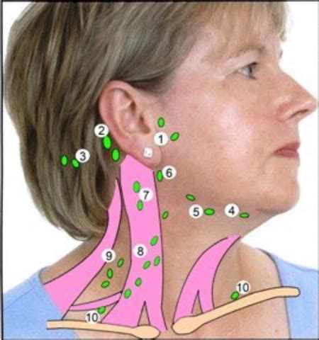 Understanding Lymph Nodes Behind the Ear: Functions, Swelling, and Tre