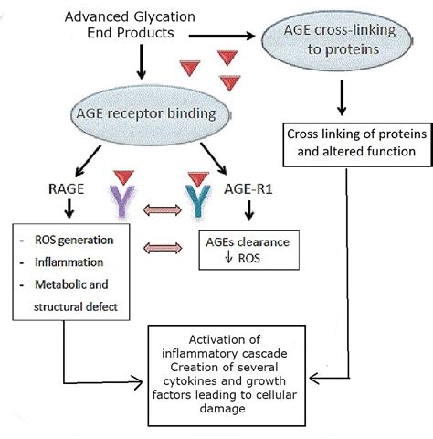 Cureus | The Association of Diabetic Cheiroarthropathy With Microvascular Complications of Type ...