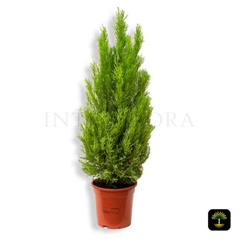 Thuja Occidentalis