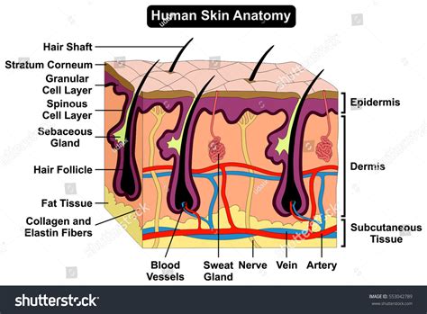 Human Skin Diagram