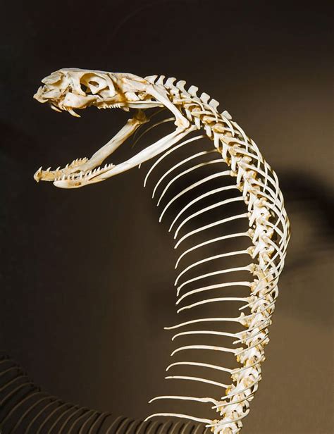 Animal Photograph - King Cobra Snake Skeleton by Millard H. Sharp in ...