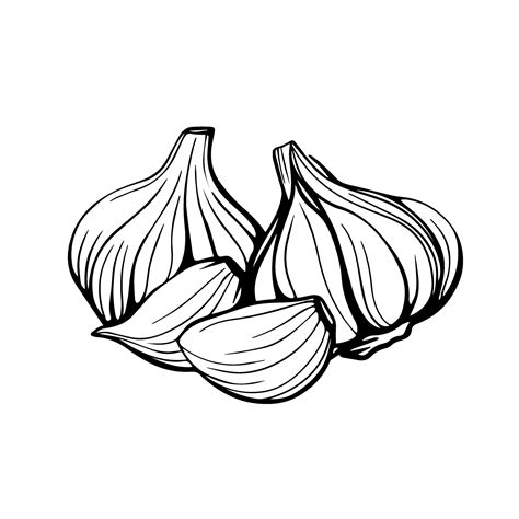 Garlic Vector Art, Icons, and Graphics for Free Download