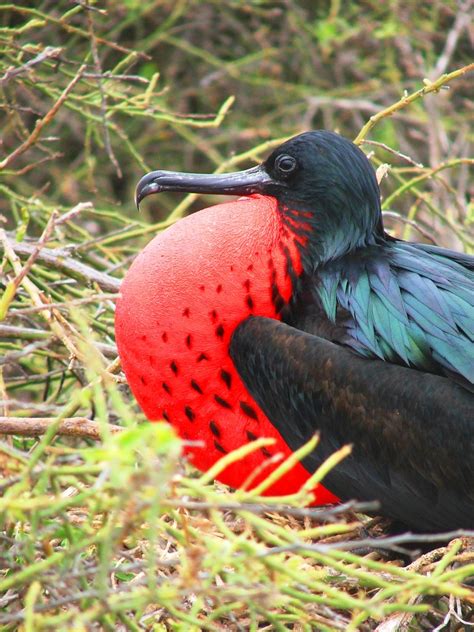 Male Frigate bird in mating season, Galapagos - a photo on Flickriver