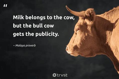 40 Cow Quotes about the Gentle Bovines (2024)