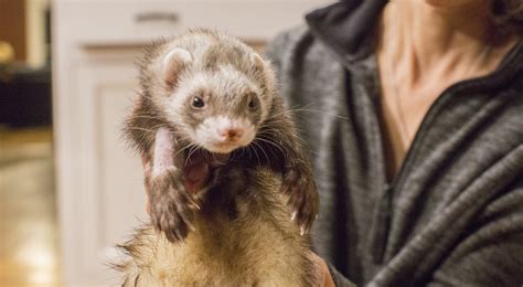 Is your new fuzzy baby ferret fully protected from distemper and rabies? — AVIAN & EXOTIC ANIMAL ...