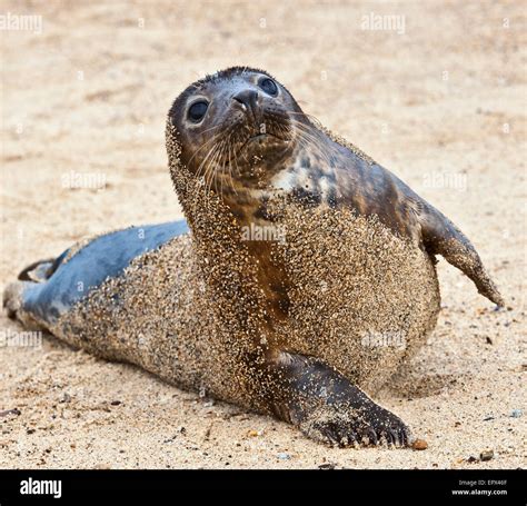 Grey seal pup Stock Photo - Alamy