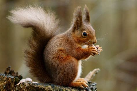 Eichhörnchen (Sciurus vulgaris) mit Haselnuss - Schöpfung