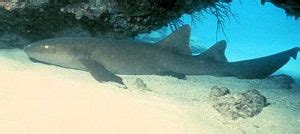 Florida Keys Sharks - Important to our Environment