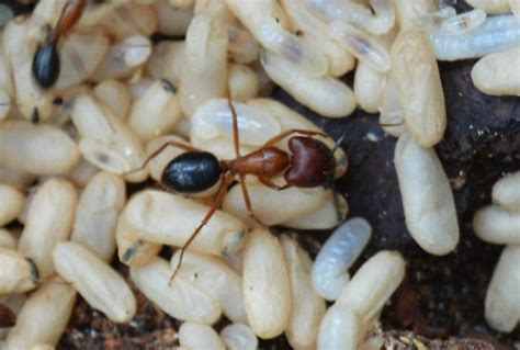 orange and black ant - Camponotus floridanus - BugGuide.Net