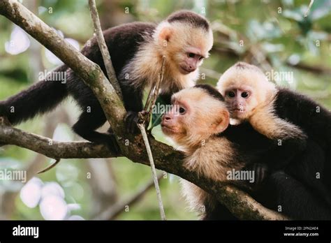 Family of white faced capuchin monkeys on a tree in national park Costa ...