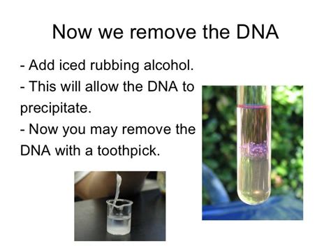 Banana dna lab isolating dna from a banana activity