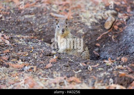 Ground Squirrel Burrows Stock Photo - Alamy