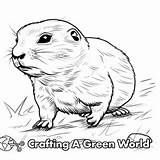 Prairie Dog Coloring Pages  Free & Printable sketch template