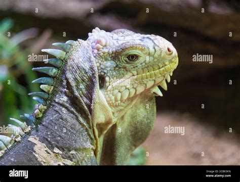 Close up portrait of a lesser Antillean iguana. Igauana delicatissima ...