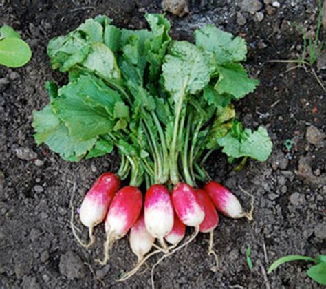 French Breakfast Radish Seeds