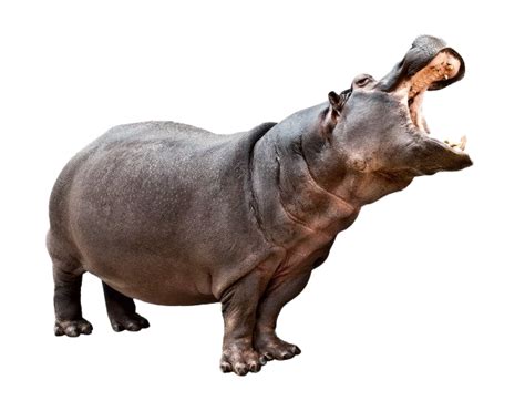 Hippo PNG Transparent Images - PNG All