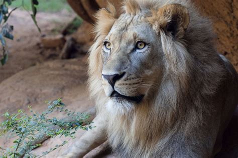 African Lion - Zoo Atlanta