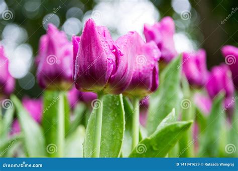 Purple Tulips in the Garden Stock Image - Image of fresh, garden: 141941629