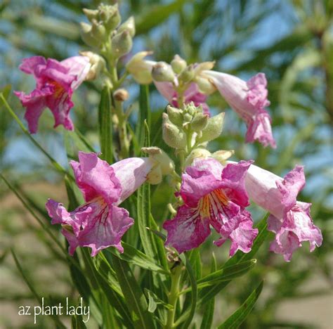 A Memory Tree - Ramblings from a Desert Garden