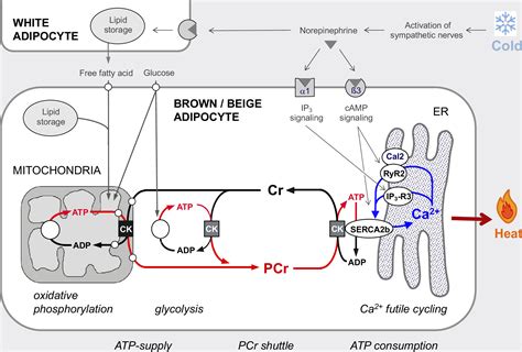 Role of creatine and creatine kinase in UCP1-independent adipocyte thermogenesis | American ...