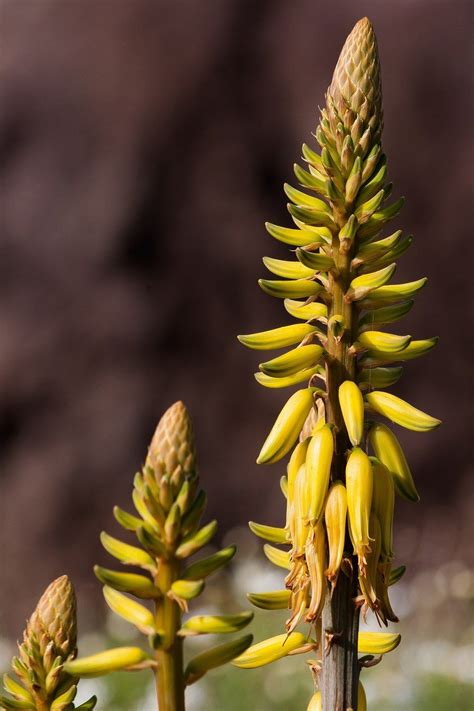 Growing Aloe Vera - What You Need to Know! - Lady Lee's Home