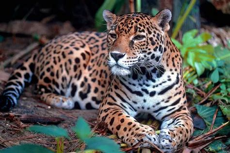 Jaguar Sighting Routes in Colombia and Latin America