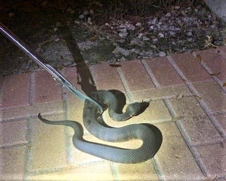 Venomous Water Moccasin Bite Captured On Doorbell Camera | Miami, FL Patch