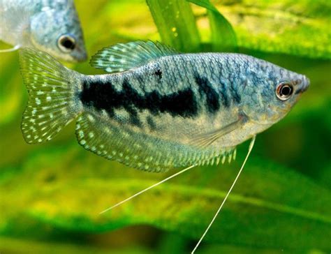 Blue Gourami | Arizona Aquatic Gardens