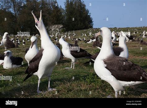 Laysan albatross, Phoebastria immutabilis, courtship, Sand Island ...