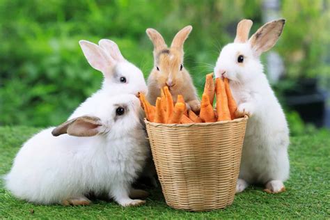 Yes, Rabbits Can Eat Carrots! But Follow These 5 Tips - A-Z Animals